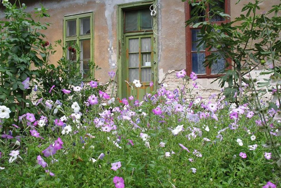 Az idős hölgy kertje (Dankó utca, 2008.)