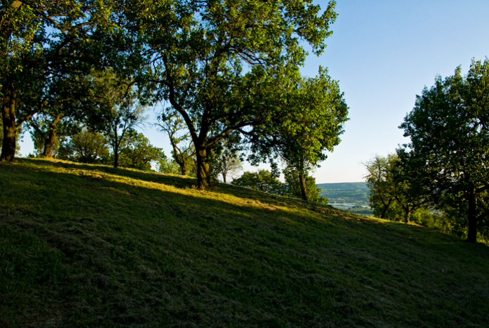 Hospodár © Török Tamás / copia.hu