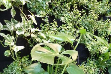 Green Fortune zöldfal – hangsúlyos növények, fotó: Pók Enikő