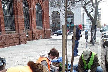 Million Tree Project, Washington DC. Forrás: American Forest