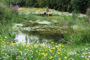 Vadvirágok a parkban Fotó: PlantLife