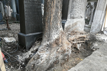 A sírépítmények és a kerítés közé nőtt fák eltávolítása a munka különleges kihívását jelentette