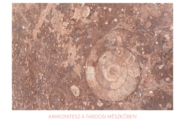 Ammonitesz – a Nanavízió terve a Tata Szíve pályázaton