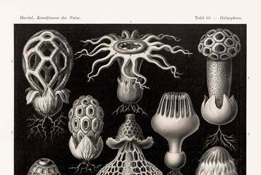 Ernst Haeckel, Kunstformen der Natur, (1899–1904), 63. tábla
