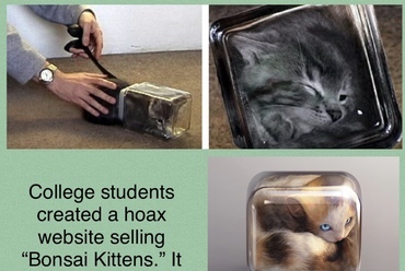 A kép forrása: internet – a kétezres évek elején egy álhír terjedt a világhálón, miszerint állatkínzók macskákat befőttesüvegbe zárva neveltek fel, hogy azok kitöltsék az üveg formáját. Valójában ez egy hoax volt az MIT egyik oldaláról.