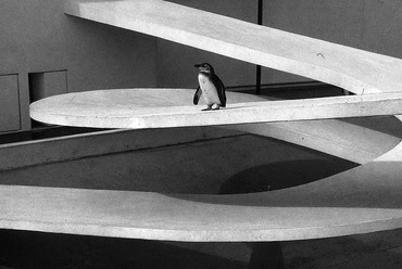 Lubetkin és a Tecton Pingvinúsztatója, 1934
