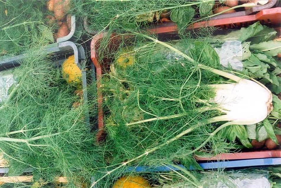 A CSA csoport tagjai hetente friss  biozöldségekkel, gyógynövényekkel teli rekeszeket vásárolnak. (Fotó: M. Hayes)