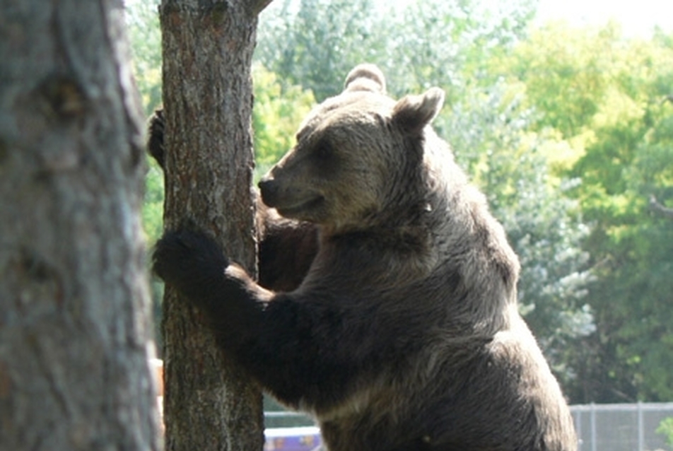 Vándoriskola — felvételi felhívás 2009