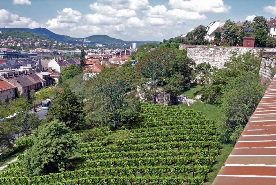 Történeti szőlőskert látványterve, forrás: Városarculati Tanácsnoki Iroda