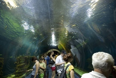 A medence terében átvezetett üveg alagút, ahol 270 fokos szögben szinte karnyújtásnyira úsznak el felettünk, mellettünk a cápák