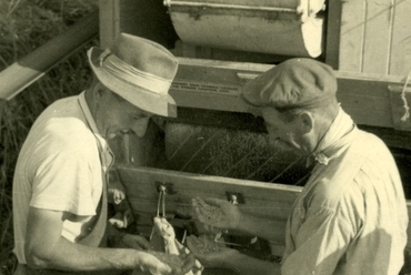 Mőcsényi József aratásnál, 1942 körül