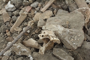 A feltárás során előkerült emberi csontok, fotó: Kassai-Szoó Dominika