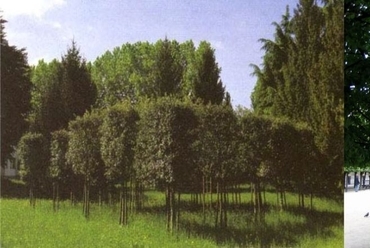 Előképek a növényi térfalhoz- Tölgy katedrális, Jardin-du-Palais-Royal