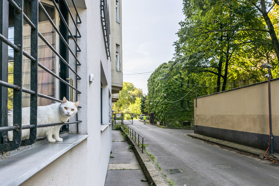 Bajza utca 8., háttérben a Walter-villa kertjének fala és BM Kórház területe – Fotó: Gulyás Attila