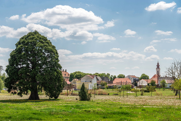 Devecser északi utcái helyén egy még nagyobb, bár kevésbé gondozott park terül el. A mamutfenyő és a kastélypark fái csodával határos módon túlélték a szennyezést.