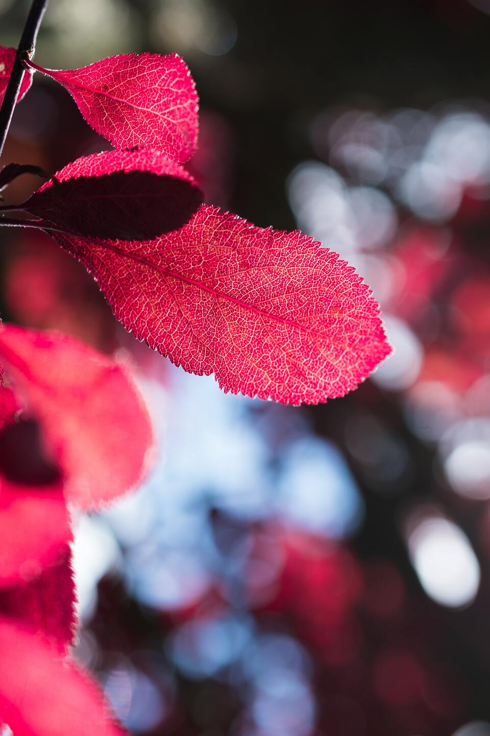 Rubinvörös levelek – fotó: Jez Timms | Unsplash