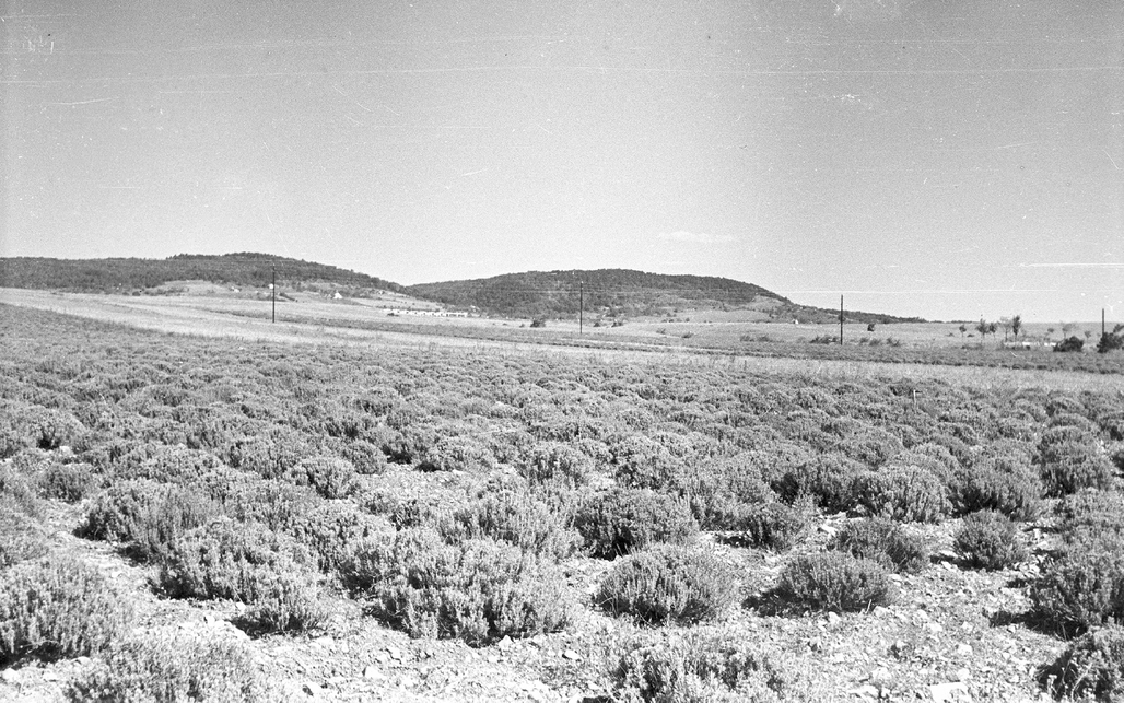 Balatonakali, levendulás, 1959 / Fortepan 45058, Mészáros Zoltán.