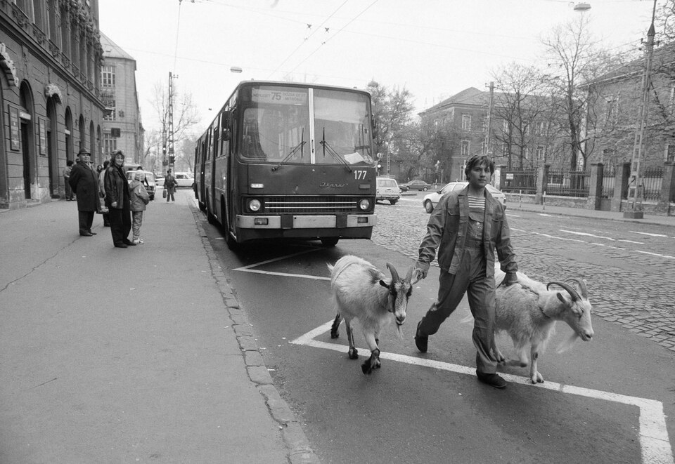 A Cirkusz Plusssz című új műsor állatszereplőit vezetik a Nyugati pályaudvarról a Fővárosi Nagycirkuszba. 1990. Forrás: Fortepan / Horváth Péter
